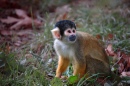 Squirrel Monkey