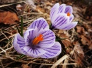 Montreal Crocus