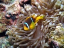 Anemonefish