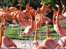 Flamingoes