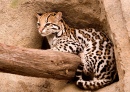 Ocelot