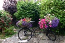 Flower Bike