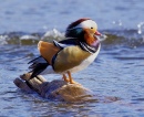 Mandarin Duck