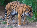 Tiger at San Diego Wild Animal Park