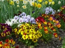 Pansies