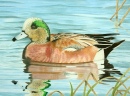 Duck Stamp Art Contest