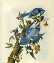 Blue Jays