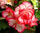 Red Begonia