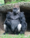 Silverback Lowland Gorilla