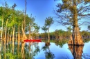 Tupelo Gum Trees