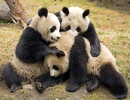 Giant Pandas