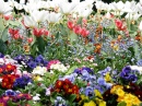 Jardin Minelle, Arras, Pas-de-Calais, France