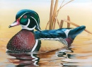 Junior Duck Stamp Contest