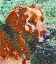 Golden Retriever Quilt