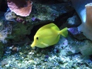 Yellow Tang