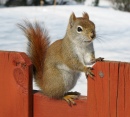 North American Red Squirrel