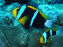 Great Barrier Reef Diving