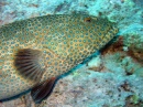 Marbled Grouper