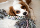 Scarlett the Cavalier King Charles Spaniel