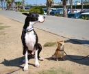 Taro the Shiba Meets Odin