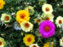 Portulaca, or Moss Rose