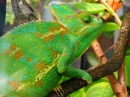 Veiled Chameleon