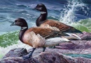 Duck Stamp Art Contest