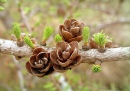 Larch Tree