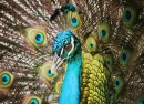 Indian Peafowl in Barbados Wildlife Reserve