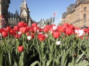 Ottawa Tulip Festival