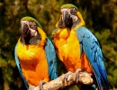 Parrots