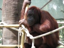 OrangUtan at Phoenix Zoo