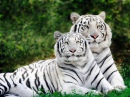 White Tigers