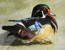 Male Wood Duck, Suncoast Seabird Sanctuary