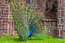 Indian Peafowl in Leipzig Zoo