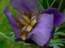 Purple Iris