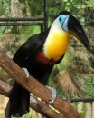 Toucan