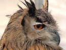 European Eagle Owl