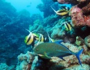 Sataya Reef, Red Sea, Egypt