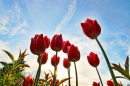 Red Tulips