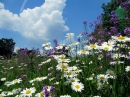 Clouds & Daisies