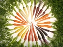 Carrots of Many Colors