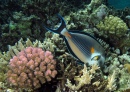 Sohal Surgeonfish, Red Sea, Egypt