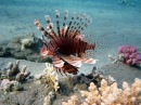 Lionfish