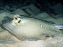 Blue-spotted Stingray