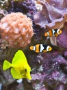 Yellow Tang & Clown Fish