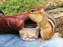 Eastern Chipmunk