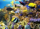 Angelfish and Tropical Corals