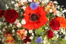 Flower Arrangement with Ragged Poppy