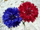 Cornflowers